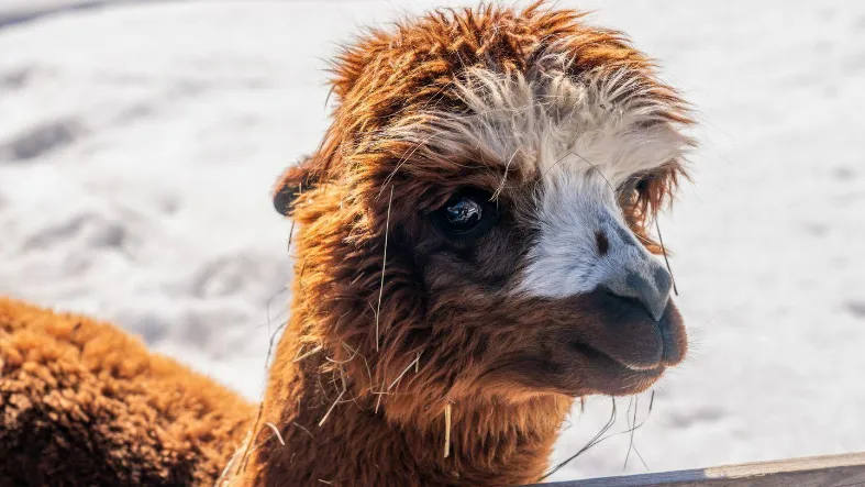 Фото: медиасток.рф