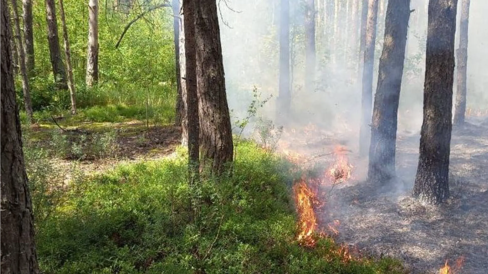 Фото: Комитет лесного хозяйства Московской области