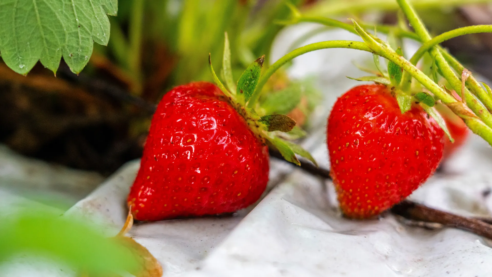 Поля клубники фермерского хозяйства «Вилла изобилия» в деревне Прончищево округа Серпухов
