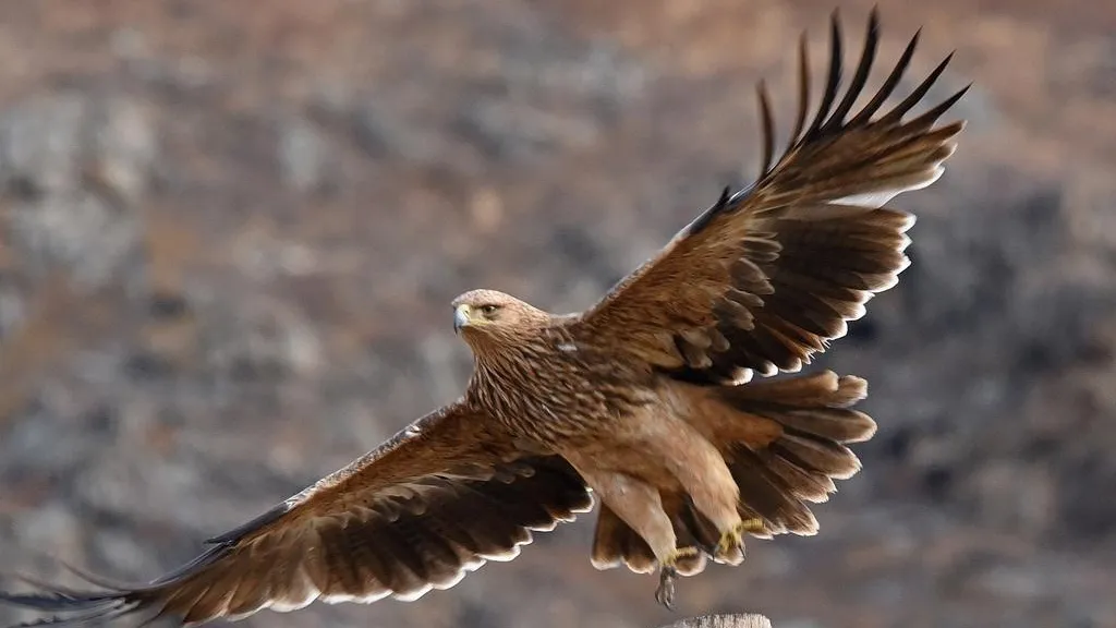 из открытых источников