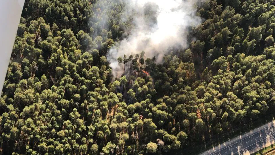 Фото: Комитет лесного хозяйства МО