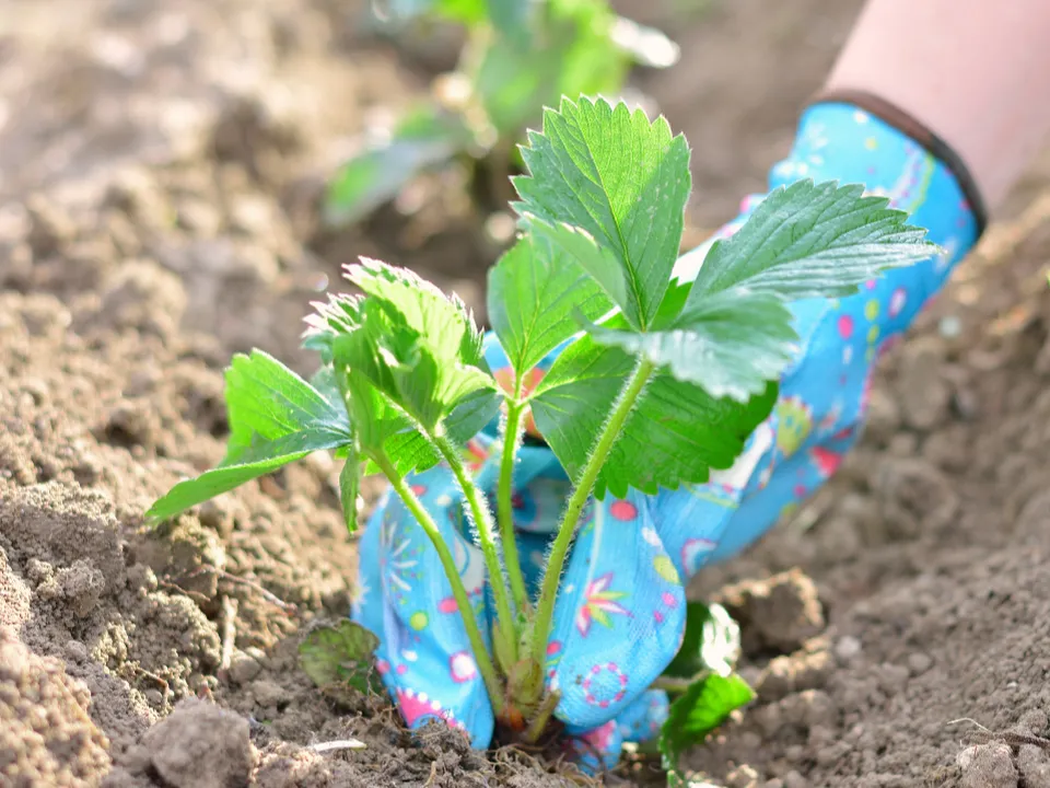 Фото: istockphoto.com