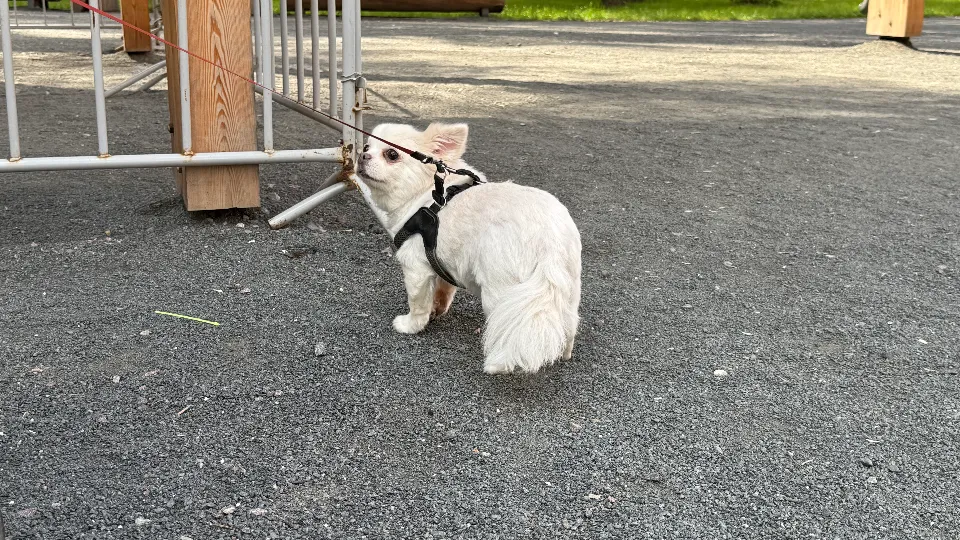 Анна Дука