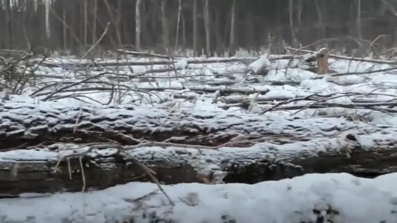 Вырубленный Бутовский лес. Скриншот из видео на сайте Экообороны МО