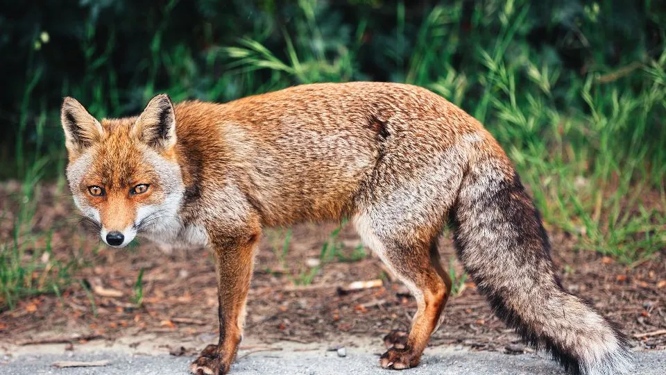 Фото: istockphoto.com/borchee