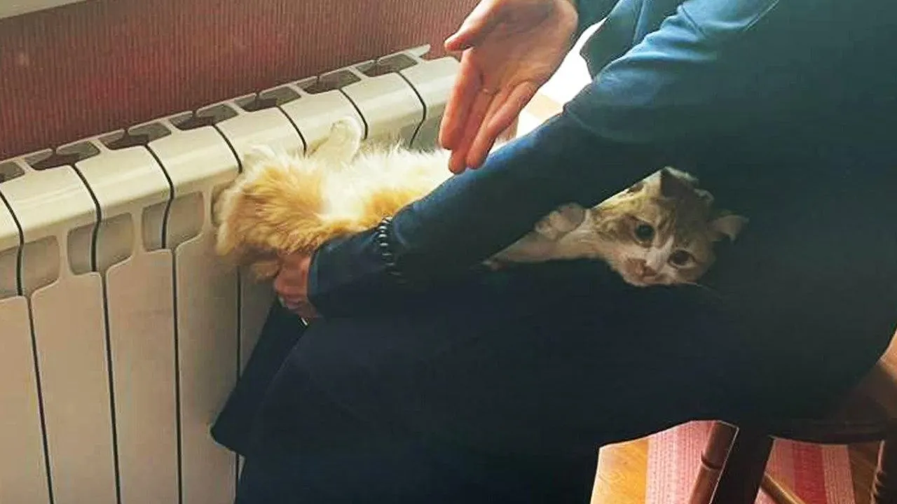 «Висела вниз головой»: в Подмосковье спасли кошку Мусю, застрявшую в батарее