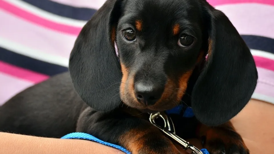 Фото: pxhere.com