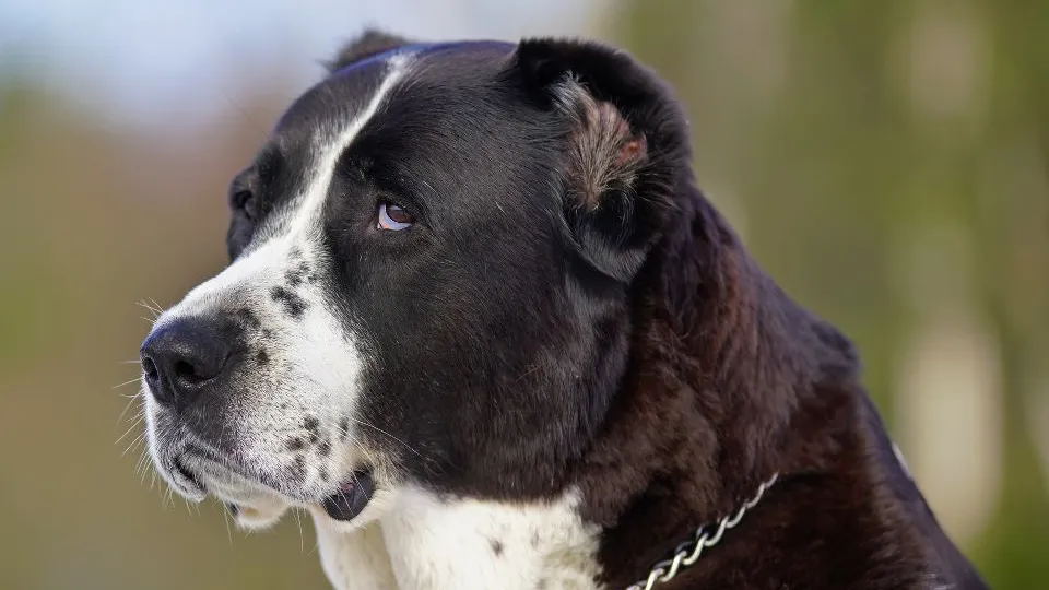Фото: istockphoto.com/Eudyptula