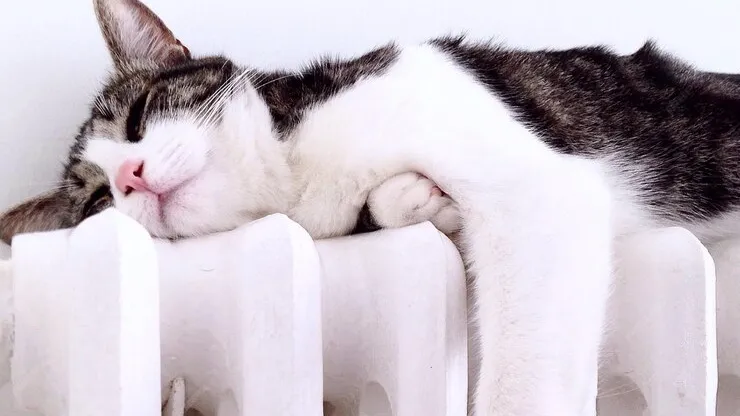 Фото: freepik.com