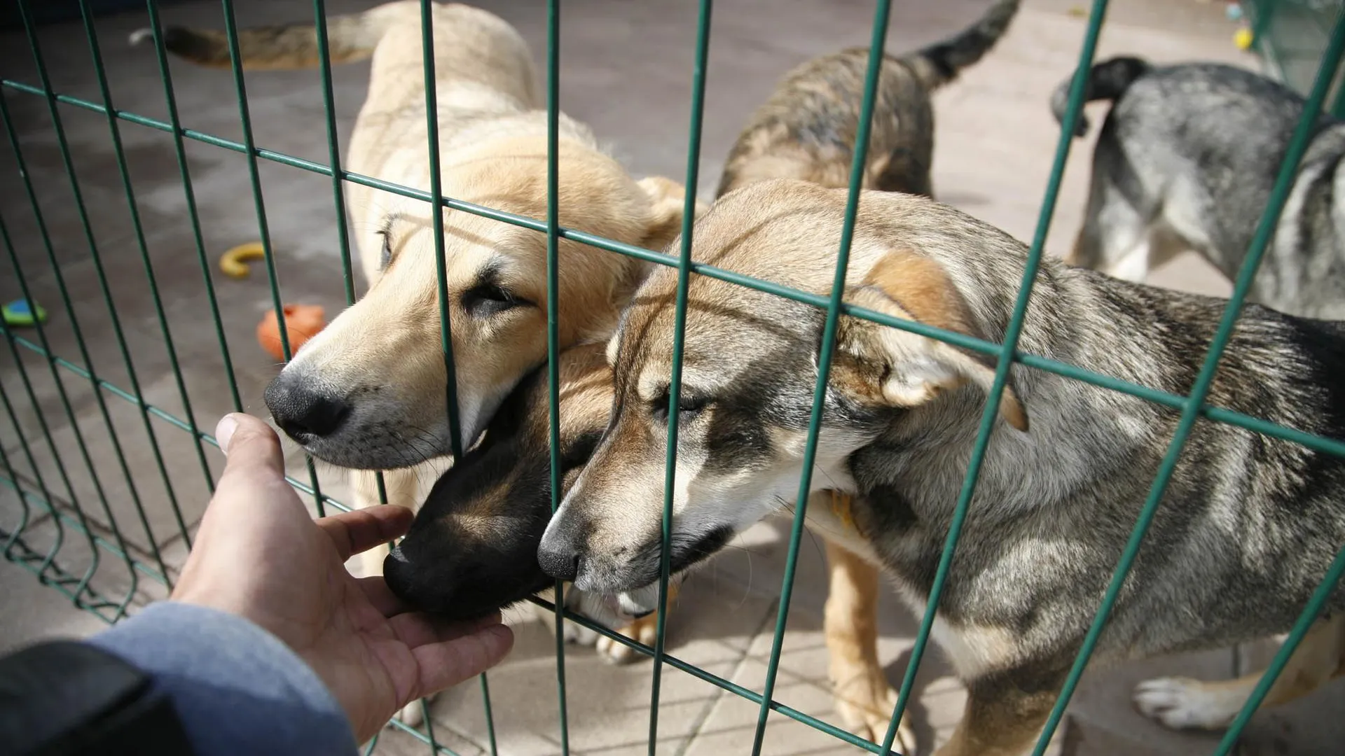 Фото: Кирилл Искольдский / Подмосковье сегодня