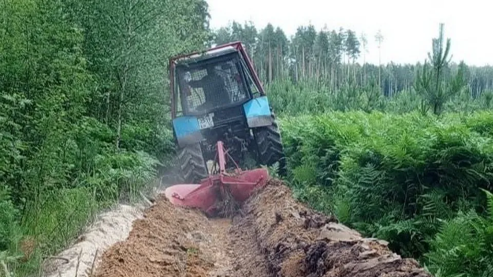 Фото: ГАУ МО «Мособллес»