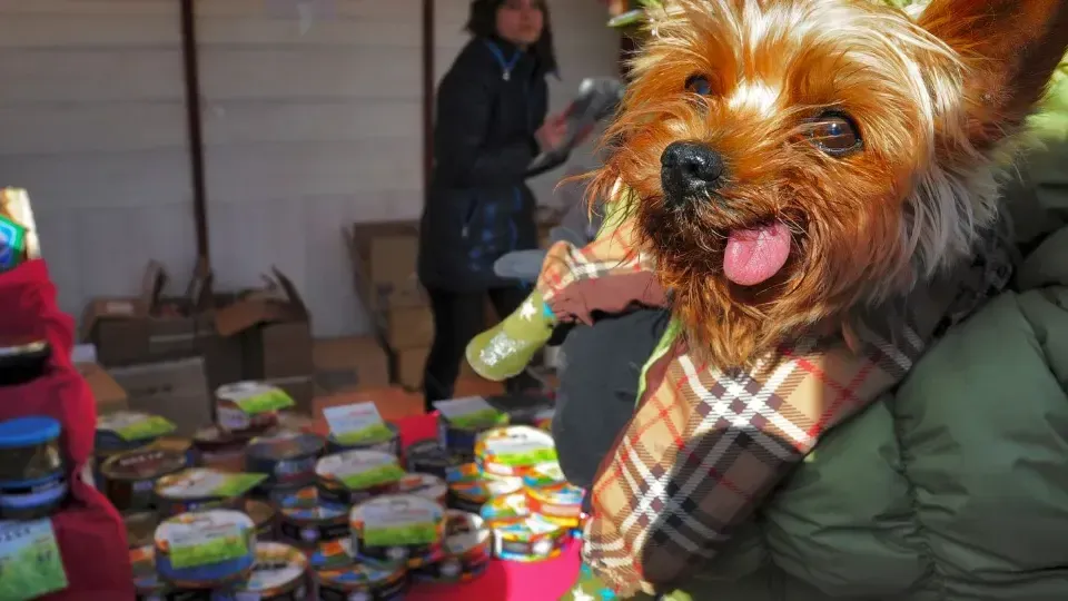 медиасток.рф