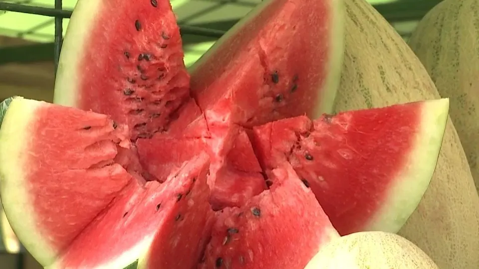 Фото: МедиаБанк Подмосковья/Ксения Казакова