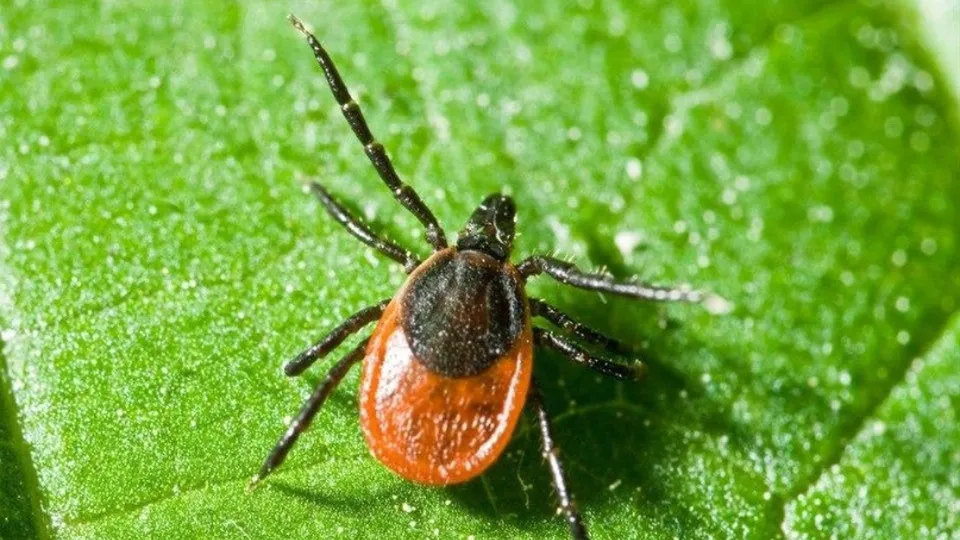 Фото: Комитет лесного хозяйства Московской области