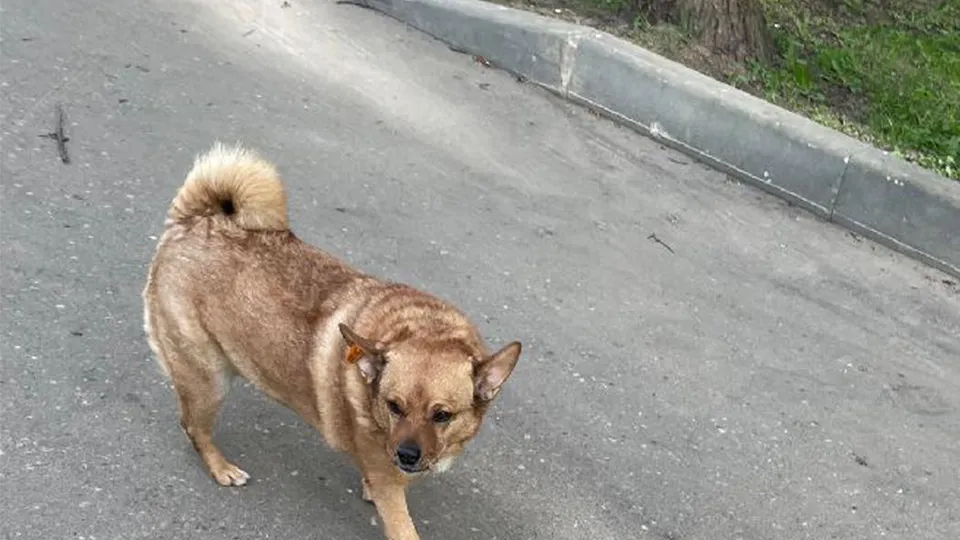 Фото: Добродел