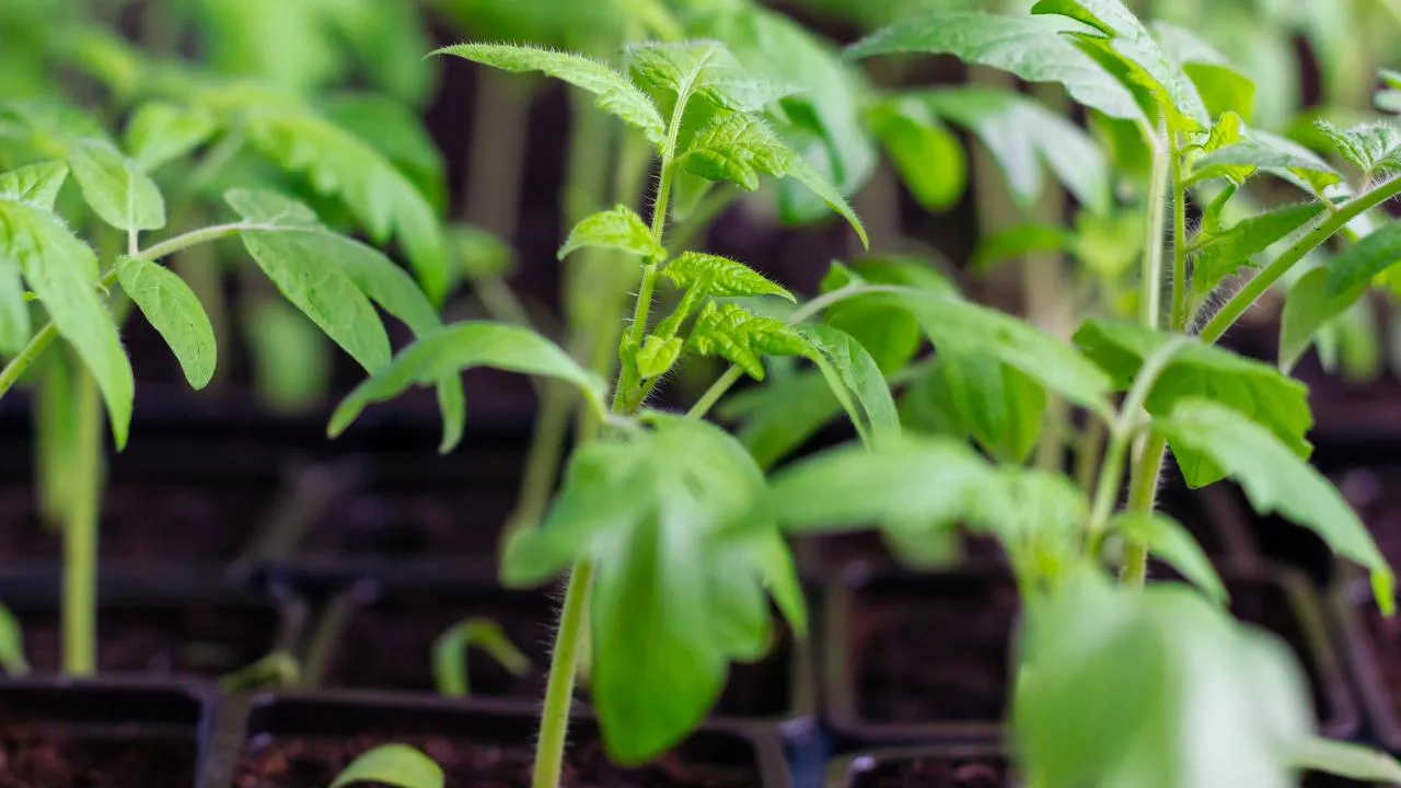 istockphoto.com/irkus