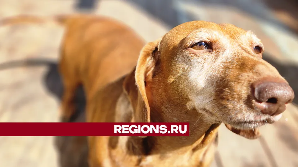 Фото: администрация городского округа Люберцы