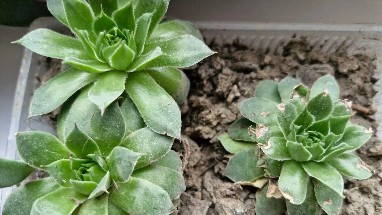 REGIONS/Наталья Надточая