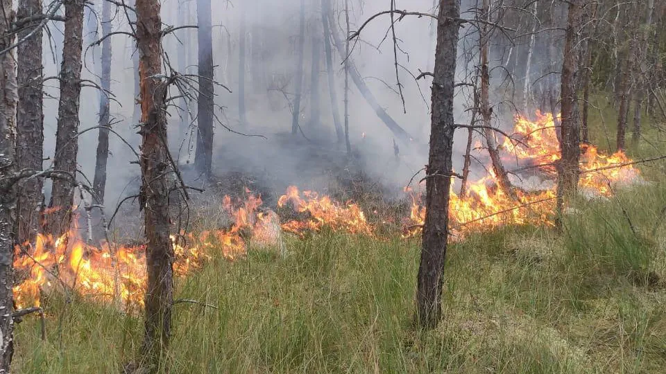 Фото: Комитет лесного хозяйства МО