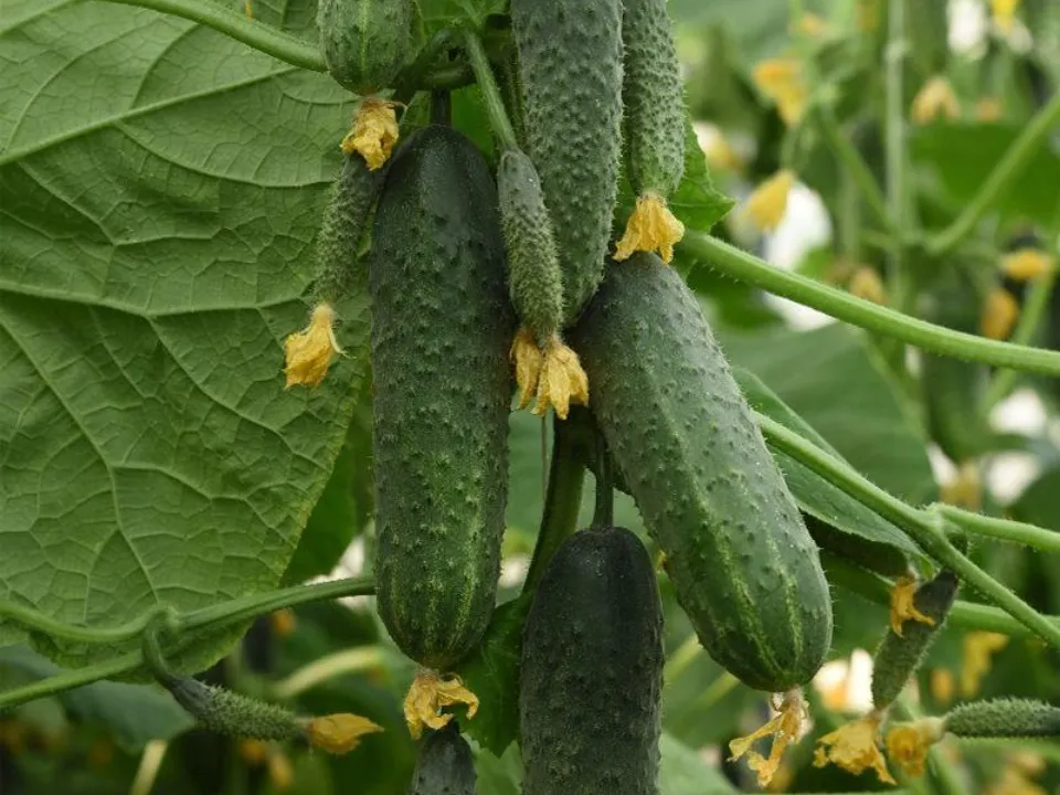 Фото: Министерство сельского хозяйства и продовольствия Московской области