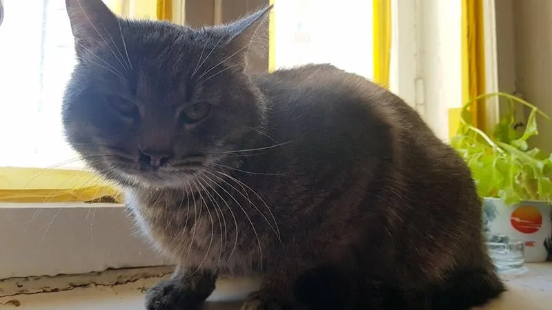 Хозяев кота, спасенного ночью из пожара в многоэтажке, разыскивают в Ступино