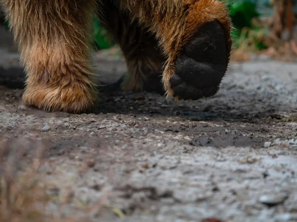 Фото: istockphoto.com/Andrey Rykov