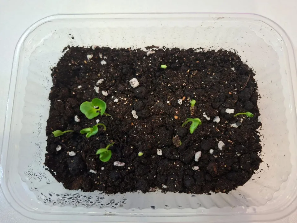 Проросший гранат. Фото: REGIONS/Юлия Габбасова