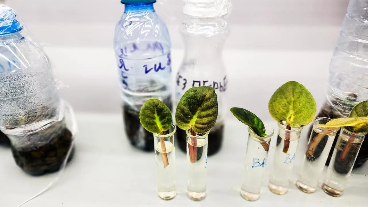 REGIONS/Мария Панина