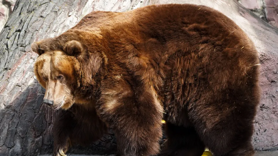 Фото: медиасток.рф