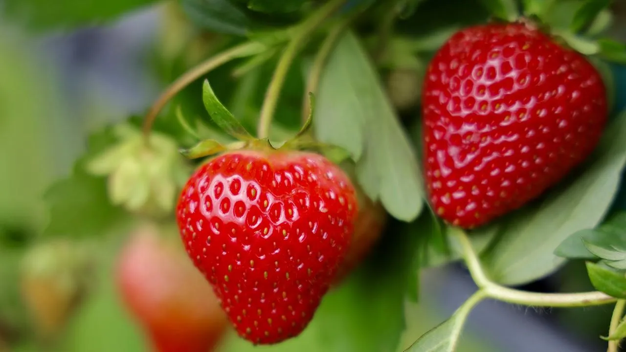 istockphoto.com/yujie chen