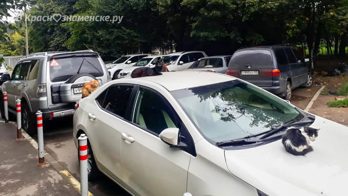 Фото: t.me/news_vkrasnoznamenske_ru