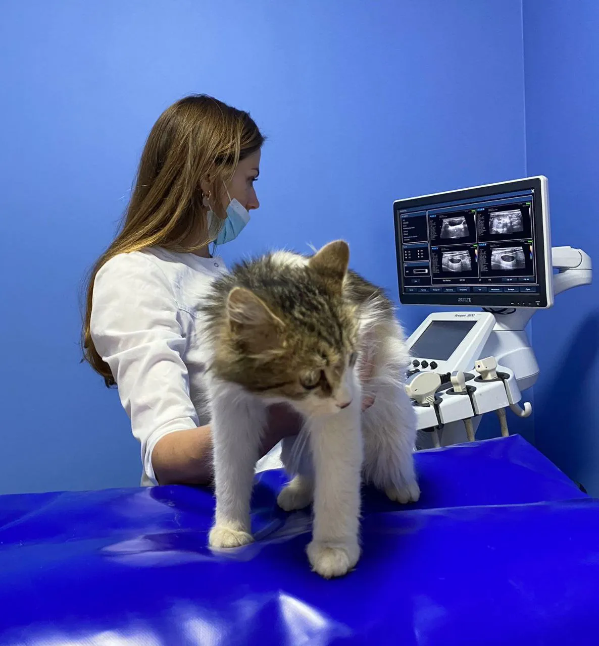 Фото: Дмитровская ветеринарная станция.