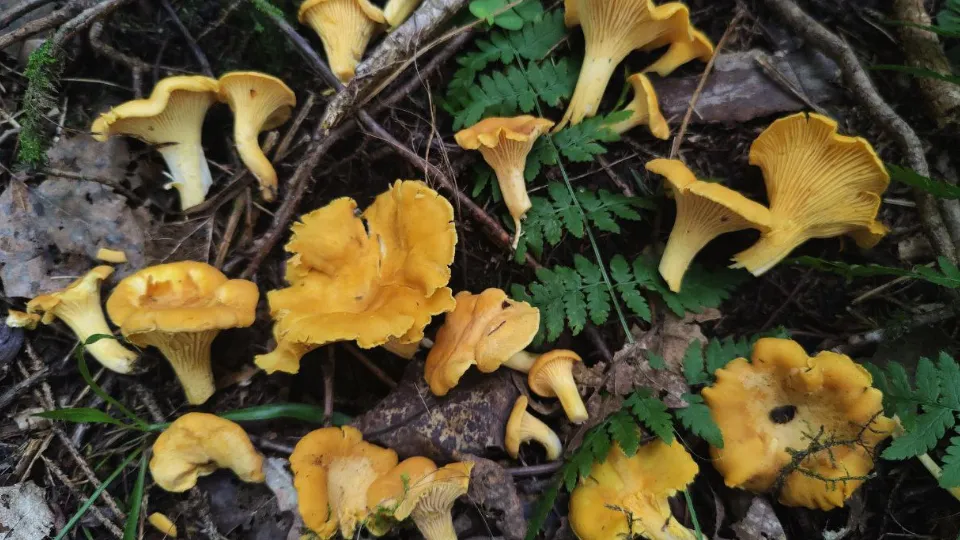 Фото: МедиаБанк Подмосковья/Владимир Киселев