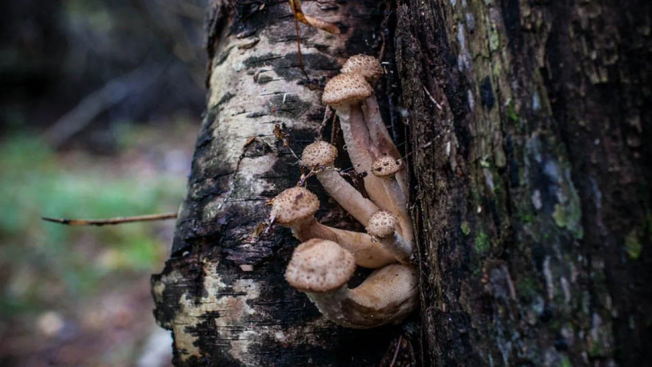 REGIONS/Роман Малышенко