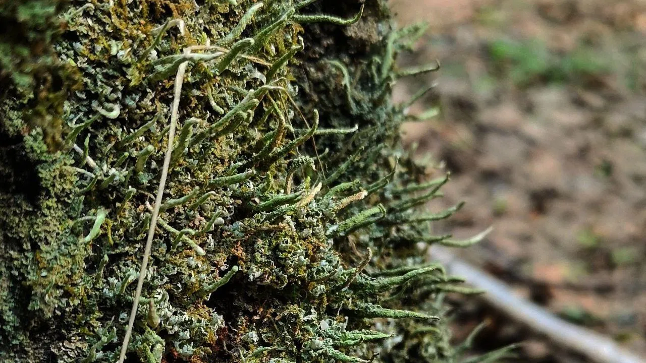 Фото: Ульянов А.И.