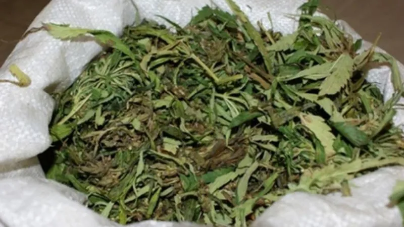 Сто граммов конопли нашли у молодого человека в Серебряных Прудах