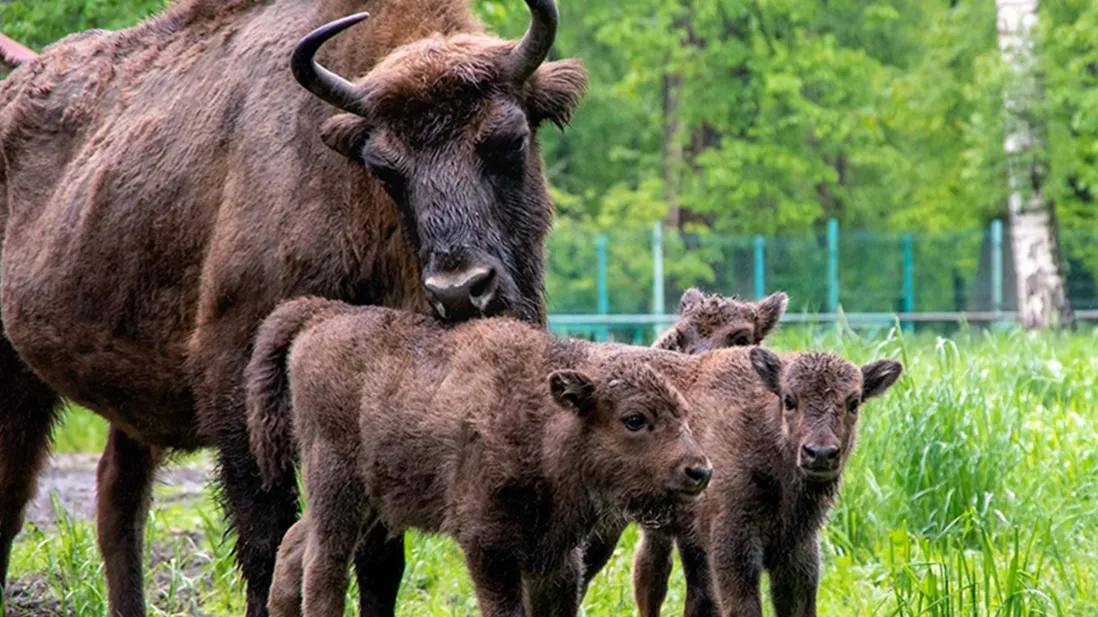 Фото: vao-moscow.ru