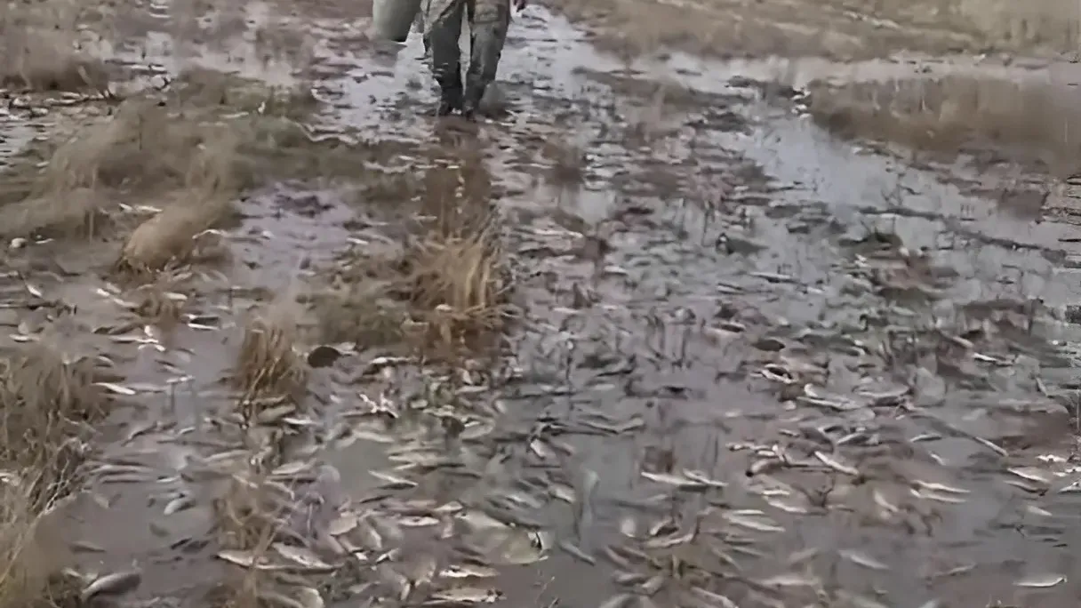 фото:  соцсети