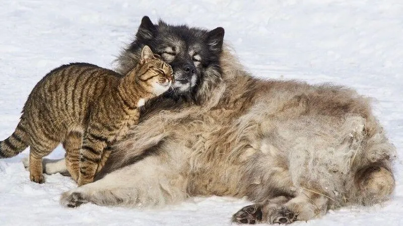 Как кошка может помочь хозяевам на Еремин день: народные приметы на 26 января