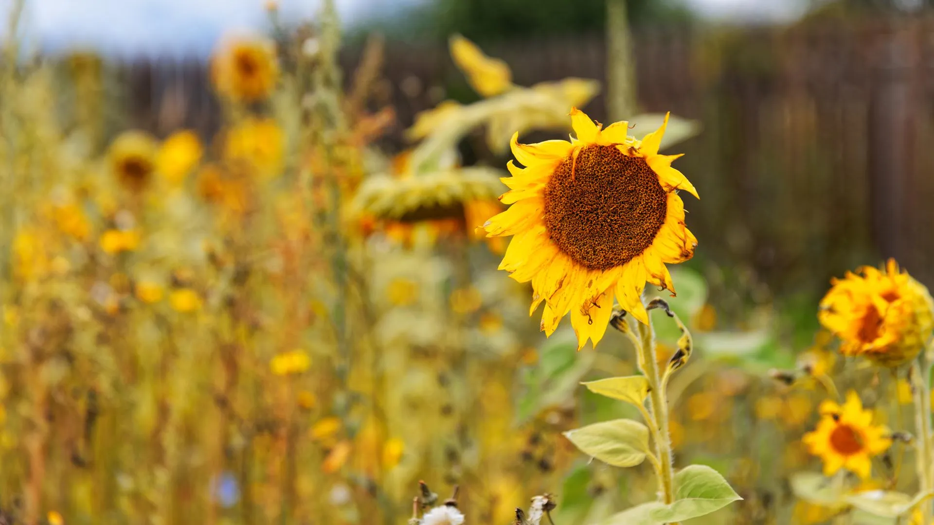 медиасток.рф