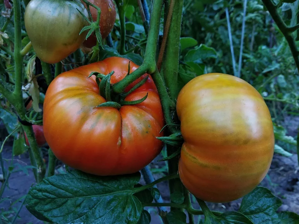 Фото: unsplash.com