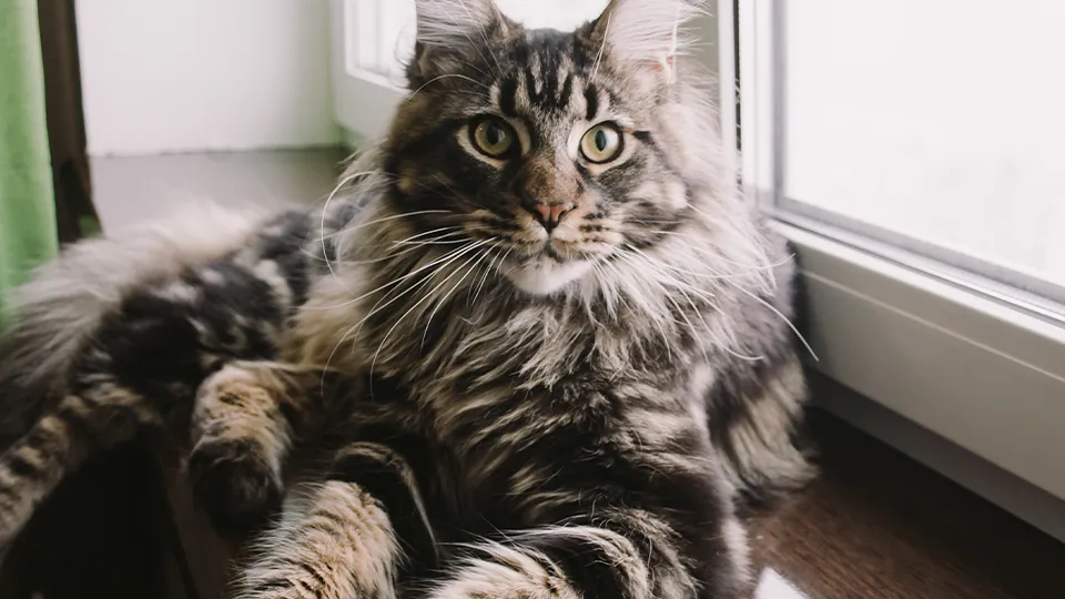 Фото: istockphoto.com/dvulikaia