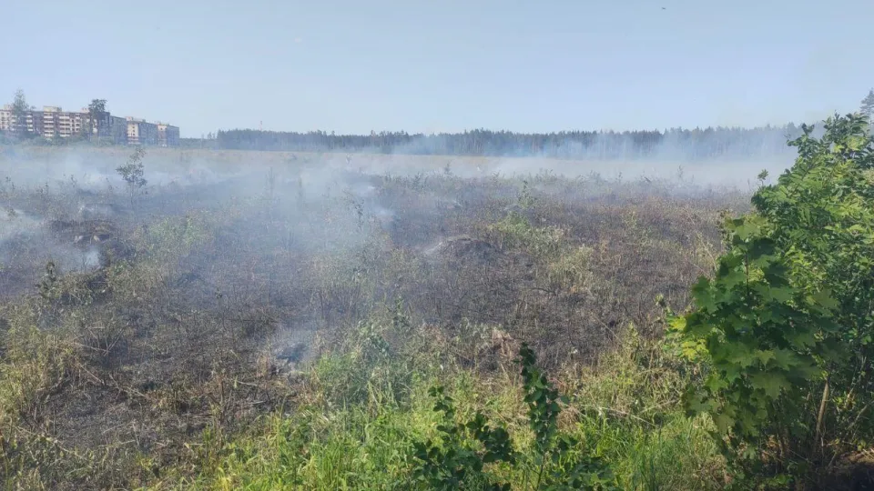 Фото: Комитет лесного хозяйства Московской области