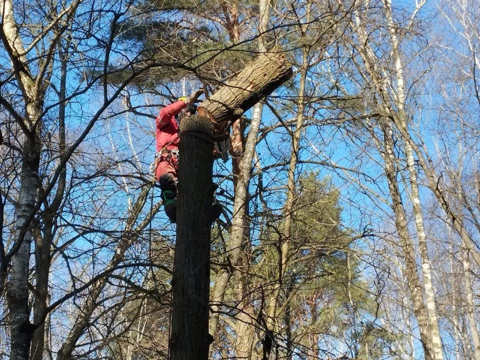 Фото: Комитет лесного хозяйства Московской области