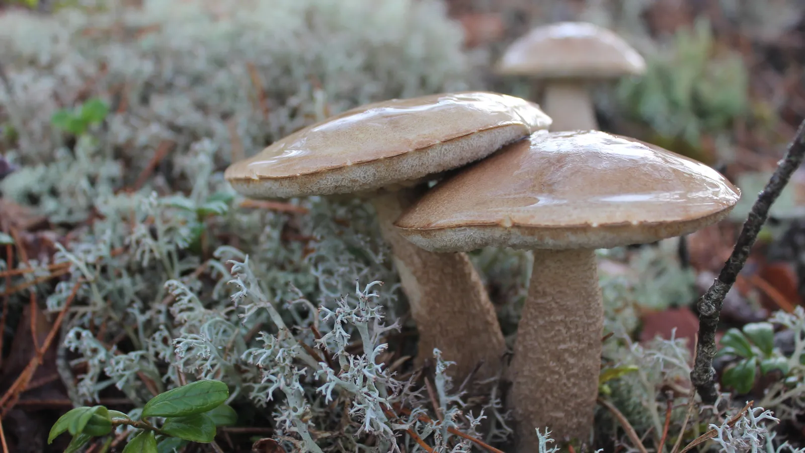 Фото: pxhere.com