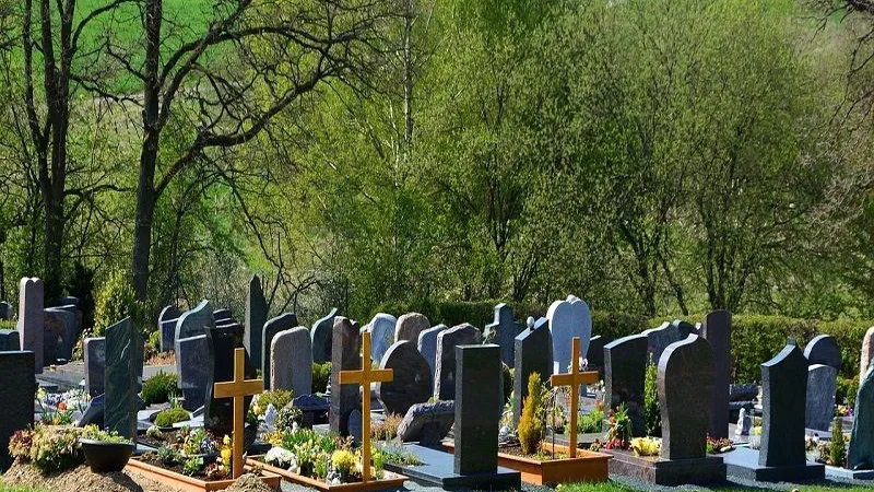 Кабаны облюбовали кладбище в Лобне
