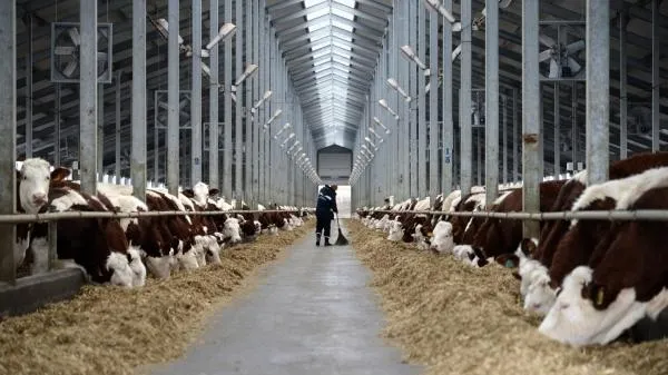 Молочный комплекс TH True Milk запустят в Подмосковье 31 января 