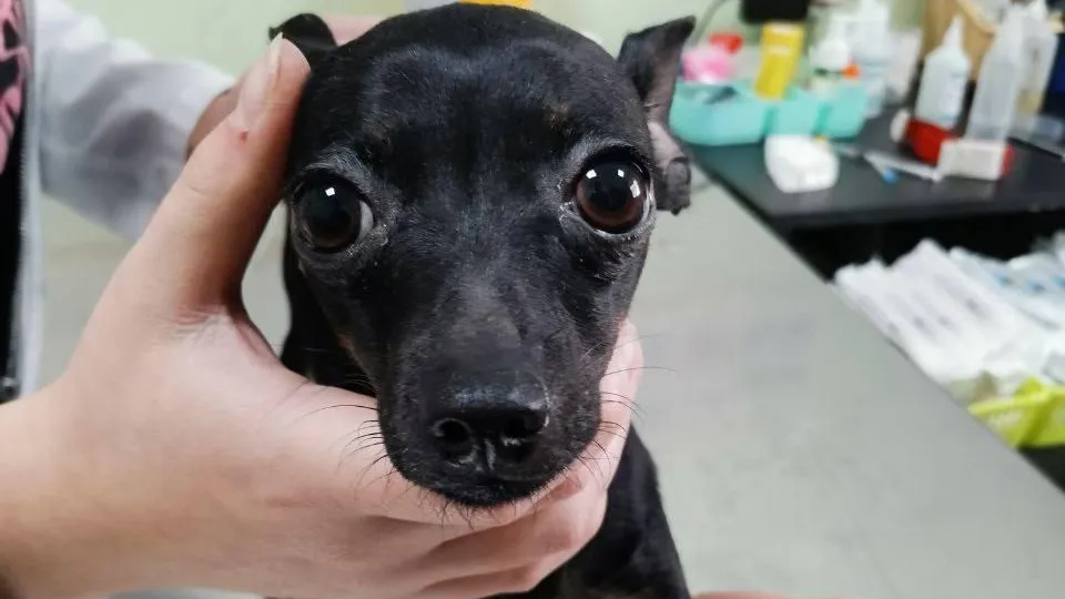 Фото: пресс-службы Министерства сельского хозяйства и продовольствия Московской области