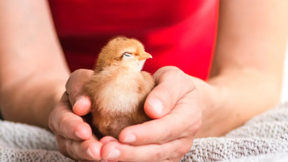 Фото: freepik.com