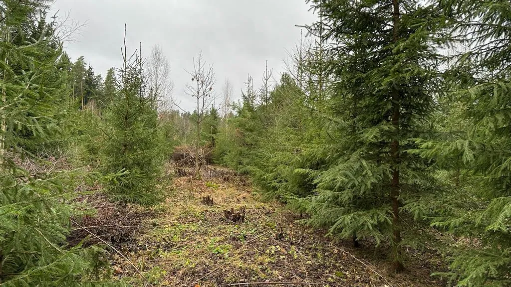 Комитет лесного хозяйства МО